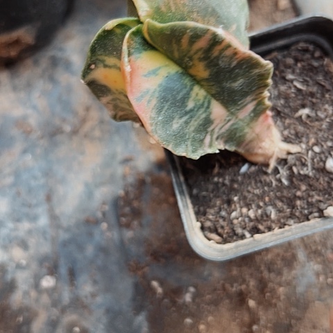 961实生鸾锦仙人球的