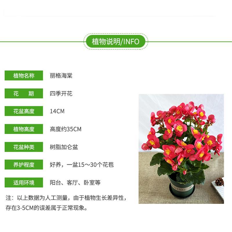 重瓣丽格海棠花盆栽四季开花好养带花适合室内阳台