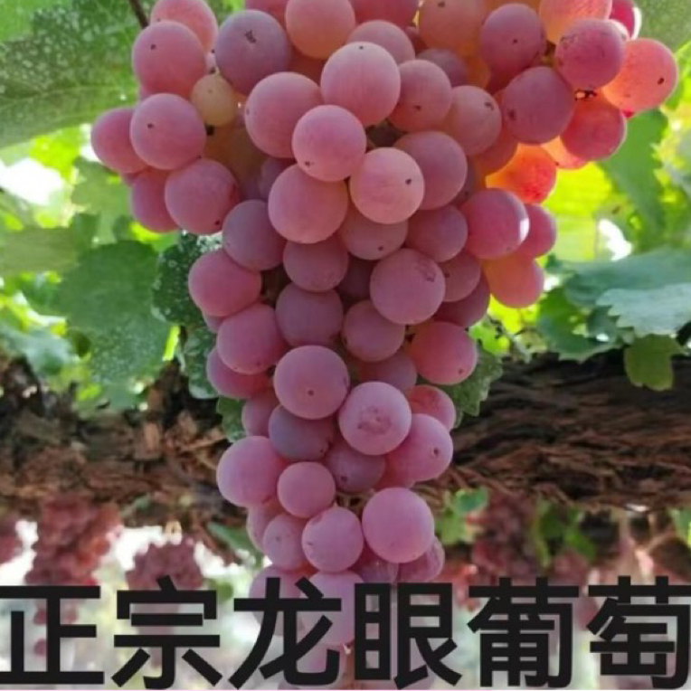 清徐特产龙眼葡萄正宗清徐葡萄老品种山西省