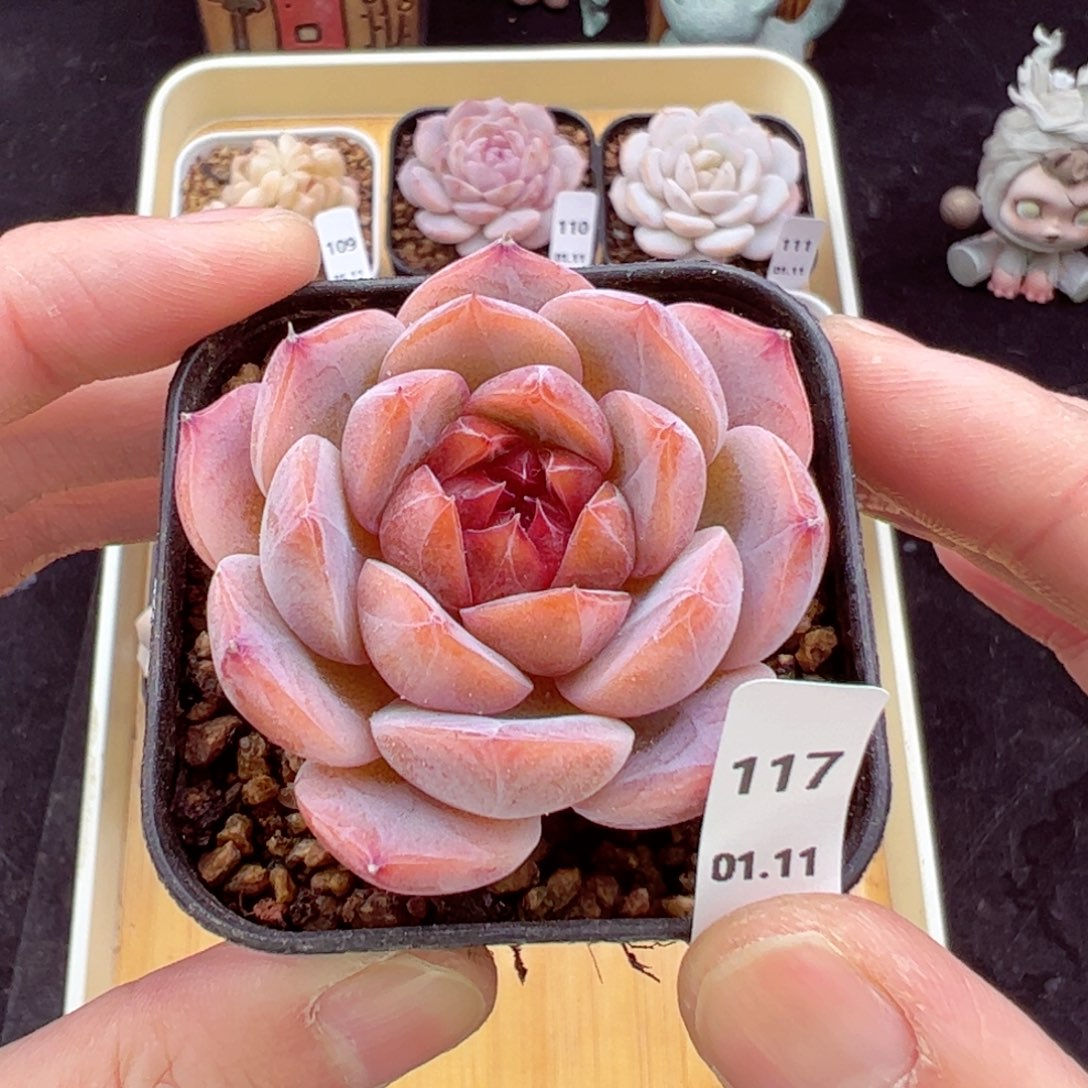 糖心117、哈哈哈哈