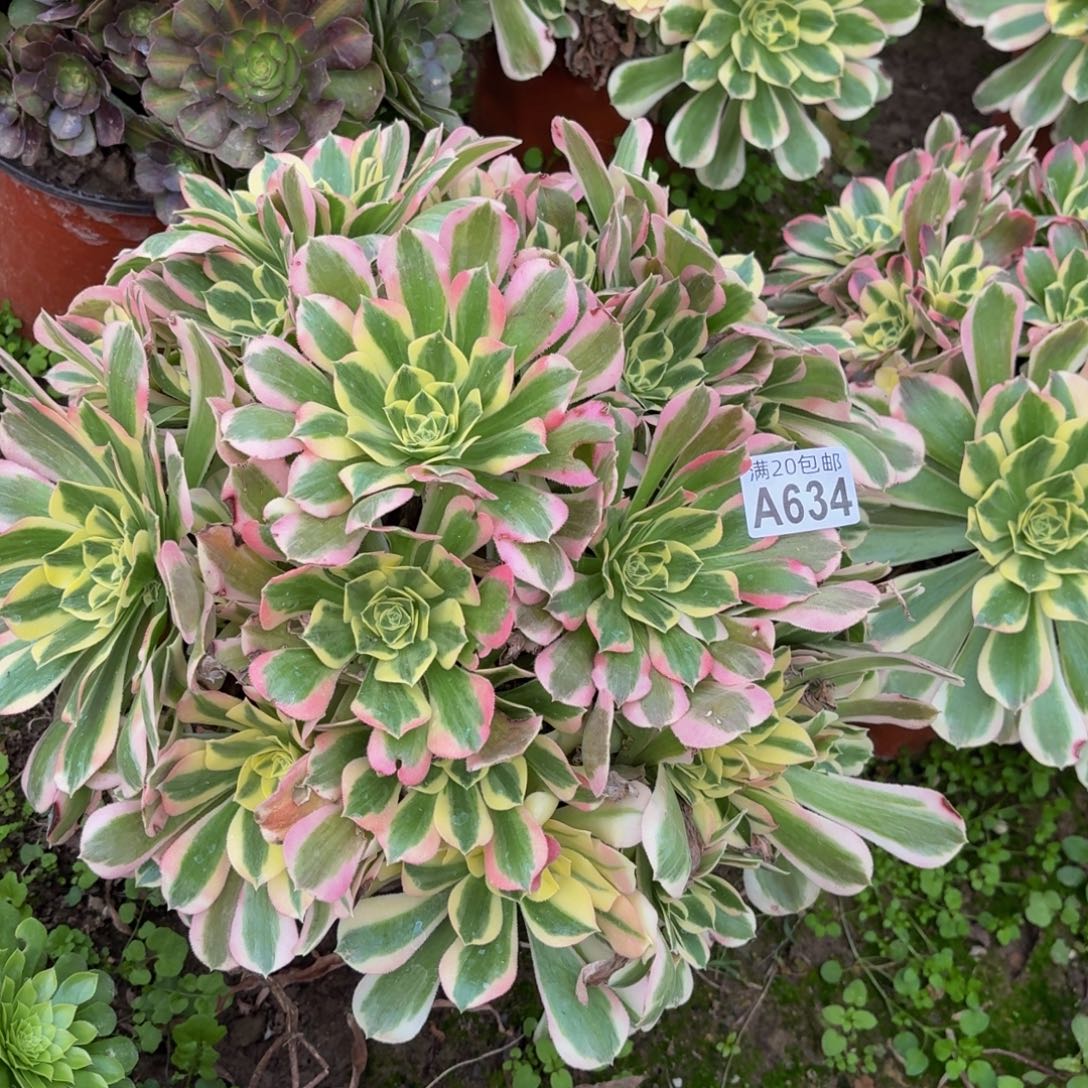 634多肉植物捧花的
