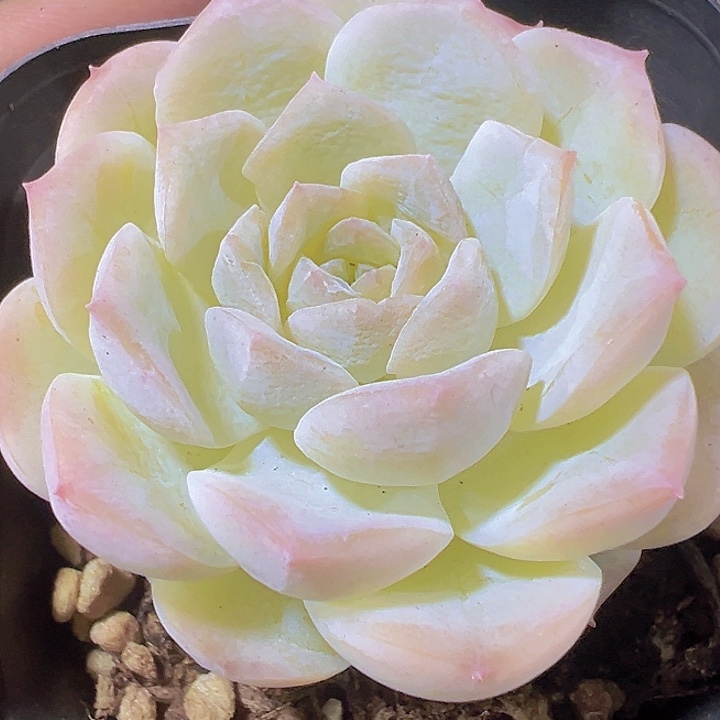 冰魄雪颜精品多肉植物