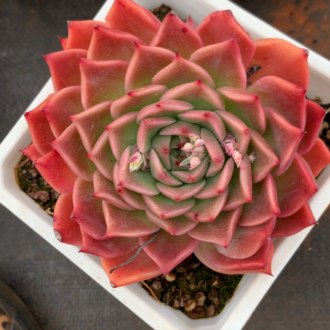 1749杂交精品基地11厘米