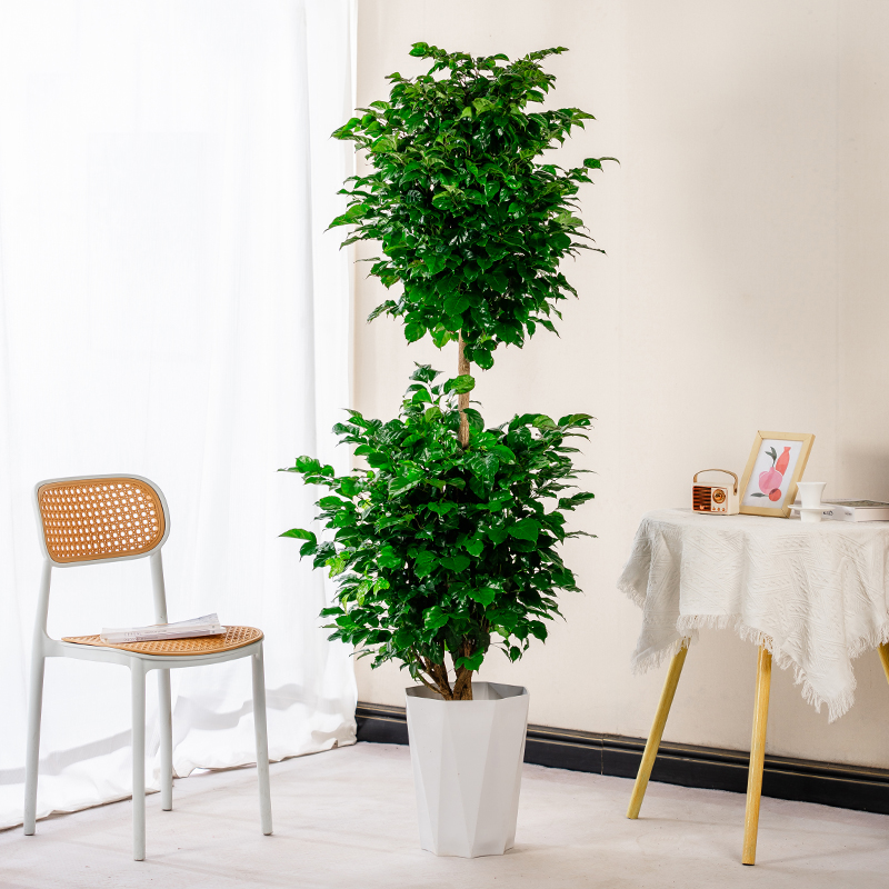 【顺丰送货上门】1.5-1.7米大2层幸福树绿宝树室内大型绿植绿植