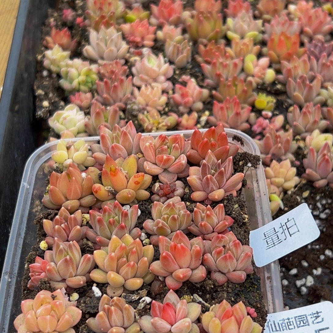 935多肉植物量拍一盒保底24颗