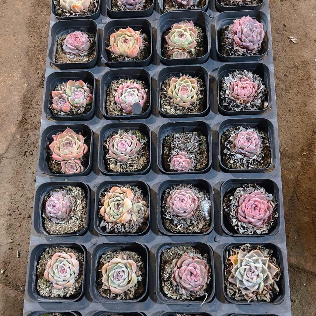 直播福利一物一拍147