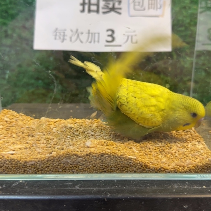 虎皮鹦鹉大头虎皮鹦鹉