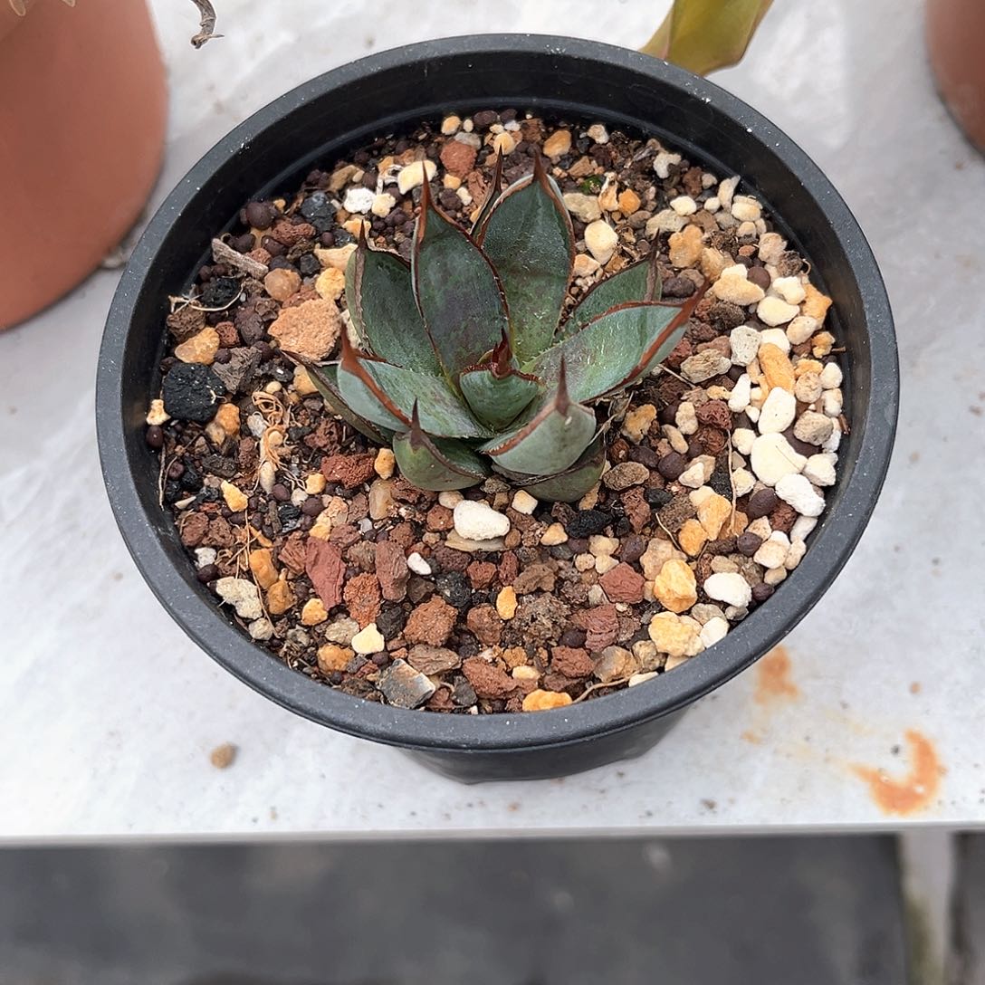 小*活龙舌兰上帝之手30