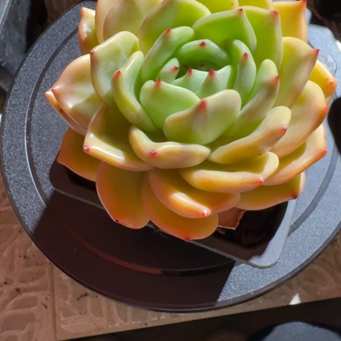 补差价多肉精品专拍