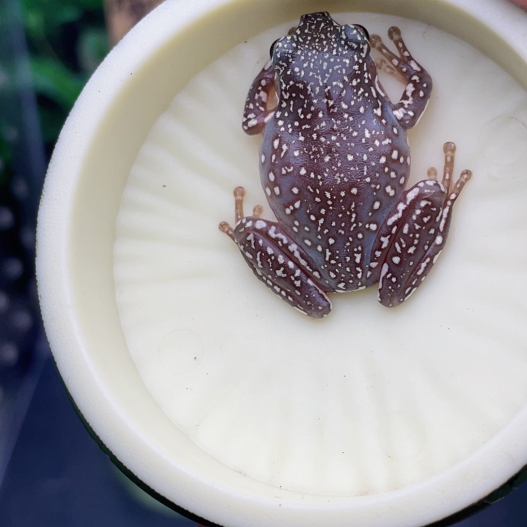 老爷树蛙2号顶级暴雪