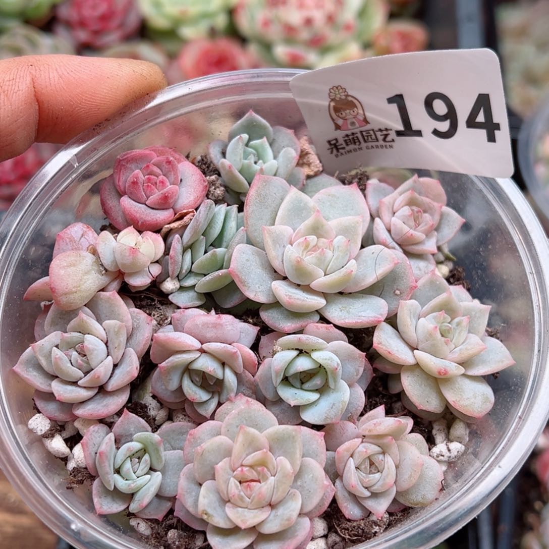 多肉植物多肉植物