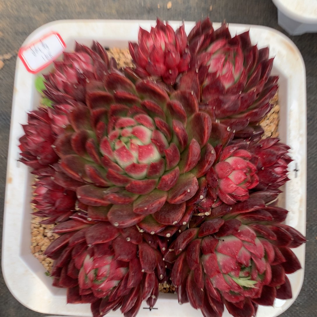 执****蔓越莓99999999999