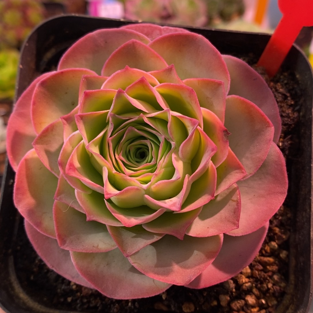 16号发光体——山地玫瑰