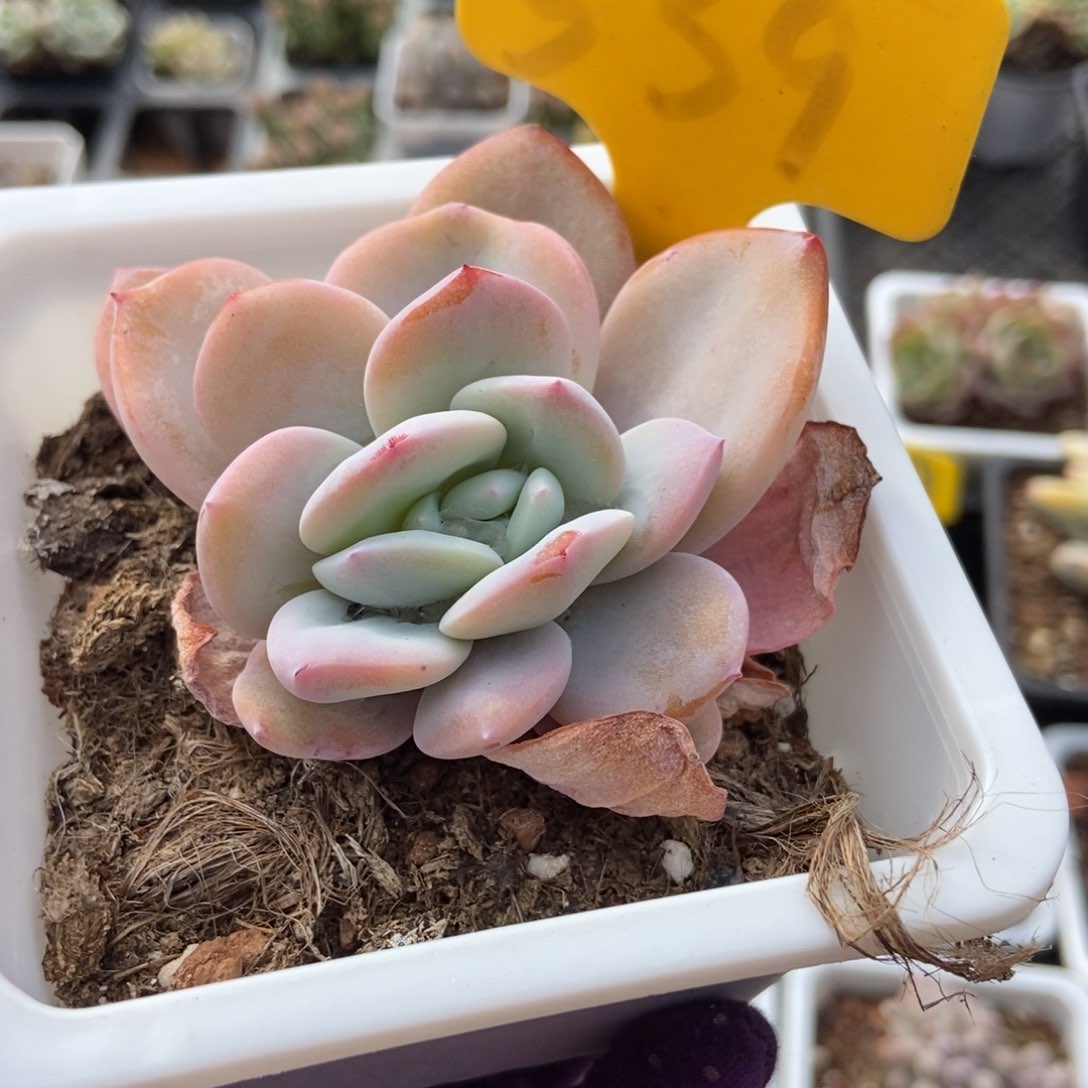 539奶茶多肉植物