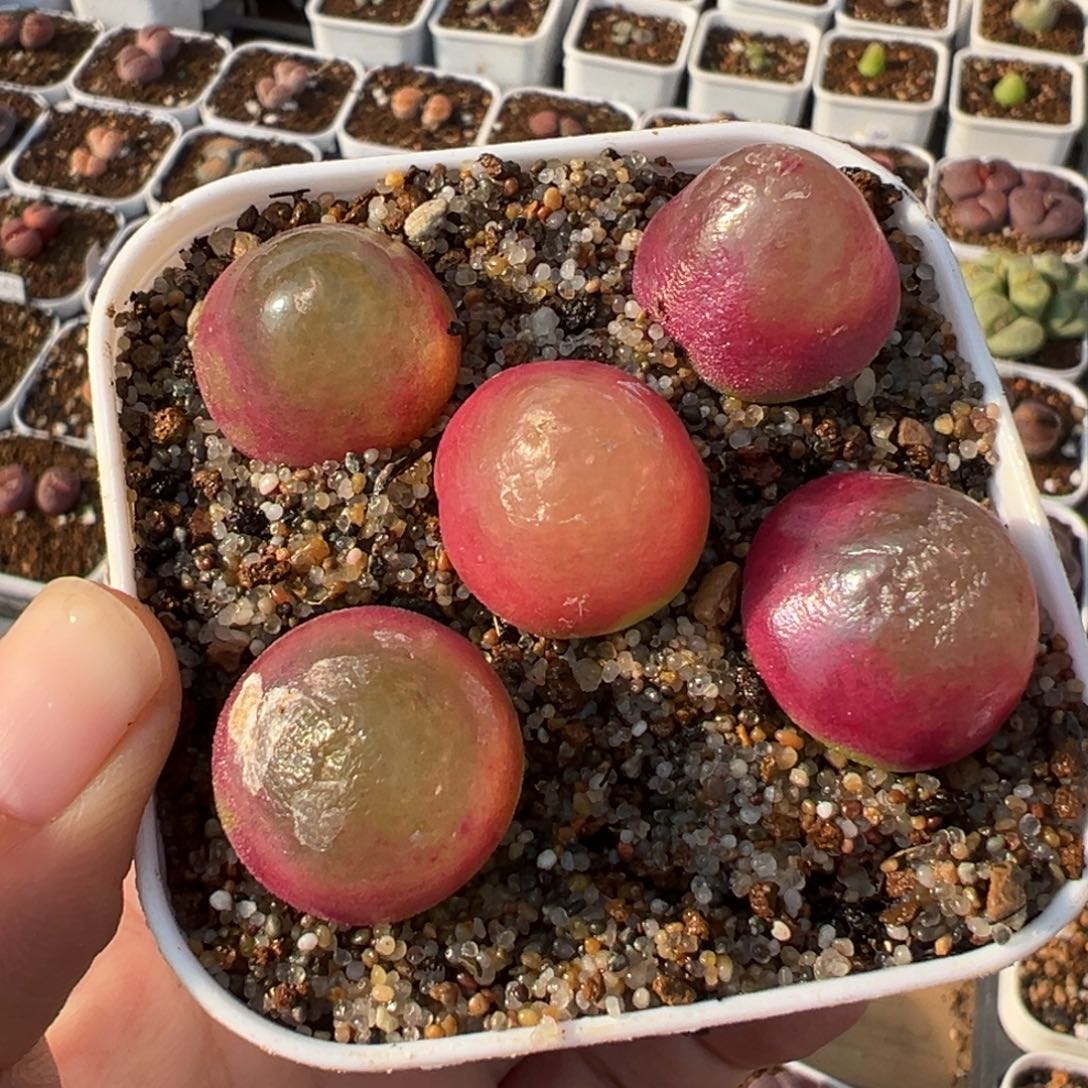 841多肉植物种类多样