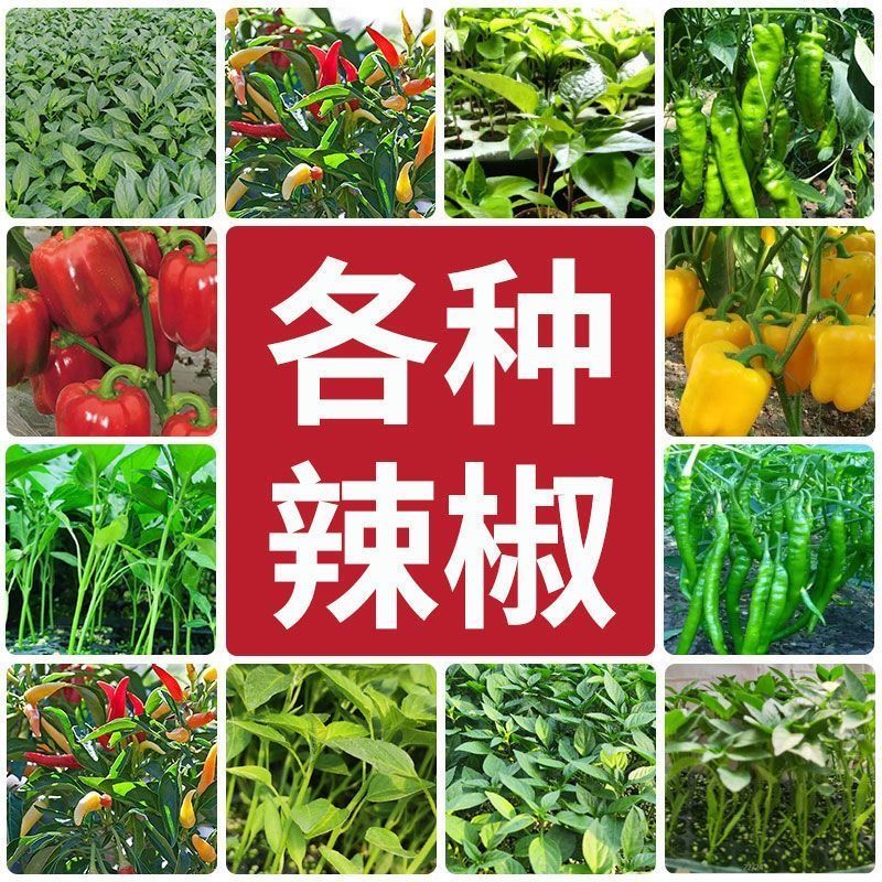 【拍二赠一】辣椒苗朝天椒苗螺丝椒苗樟树港辣椒苗彩椒多种辣椒秧苗