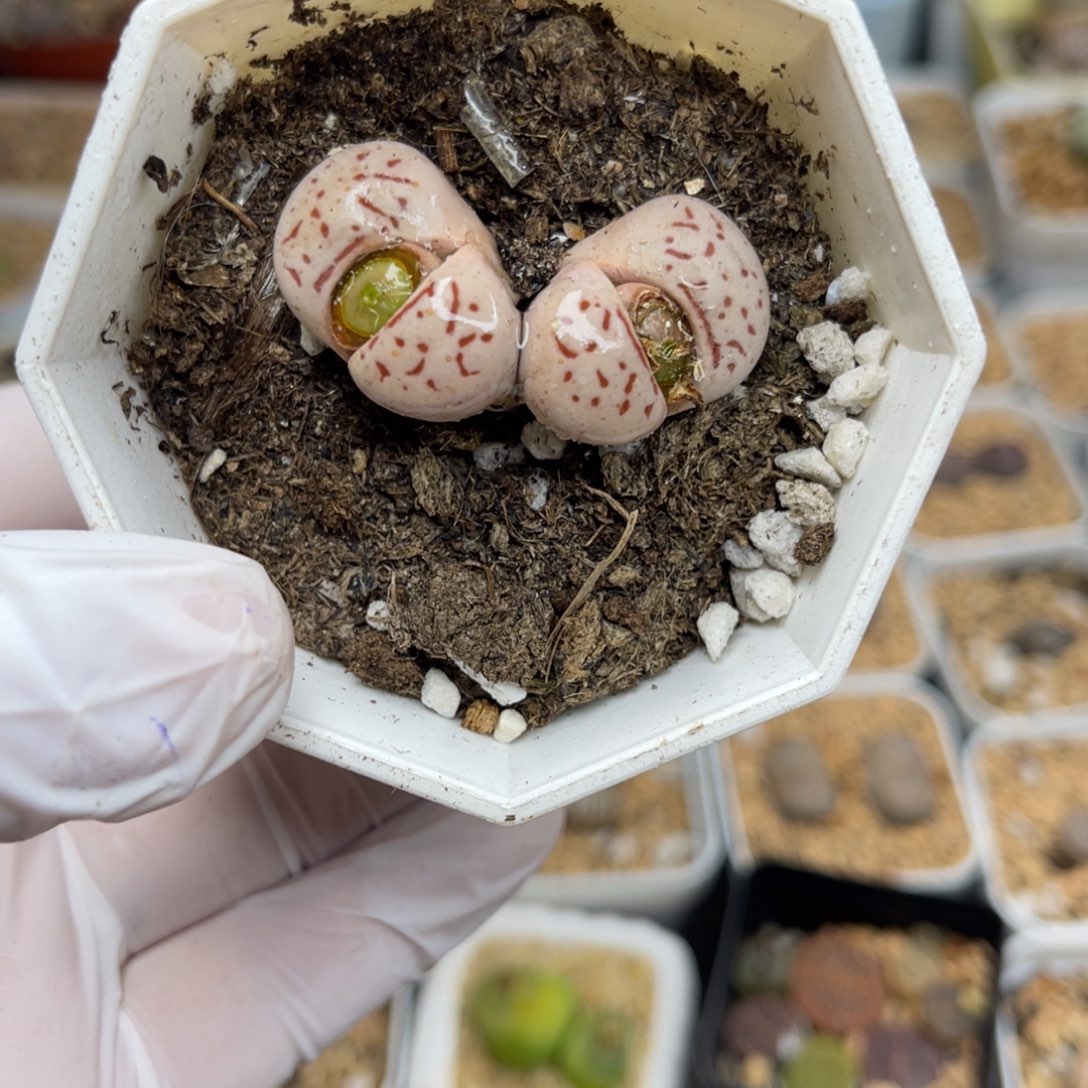多肉植物一物一拍27