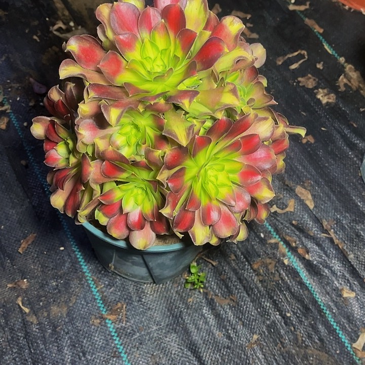 韶华韶华韶华004