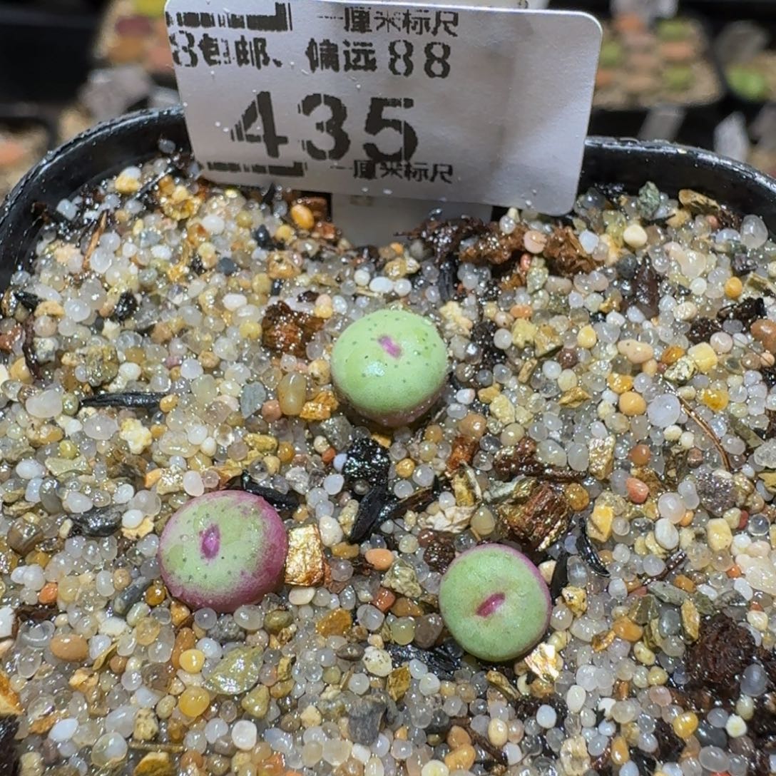 Ssss精品生石花435