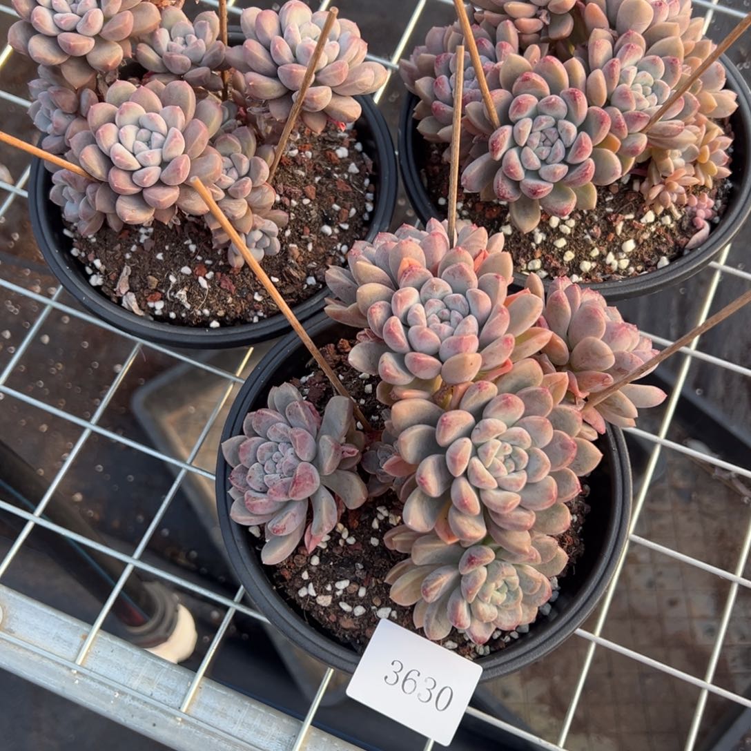 3630量肉肉肉肉肉肉