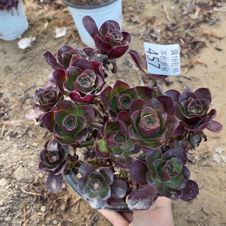 457魅金玫瑰绣球2