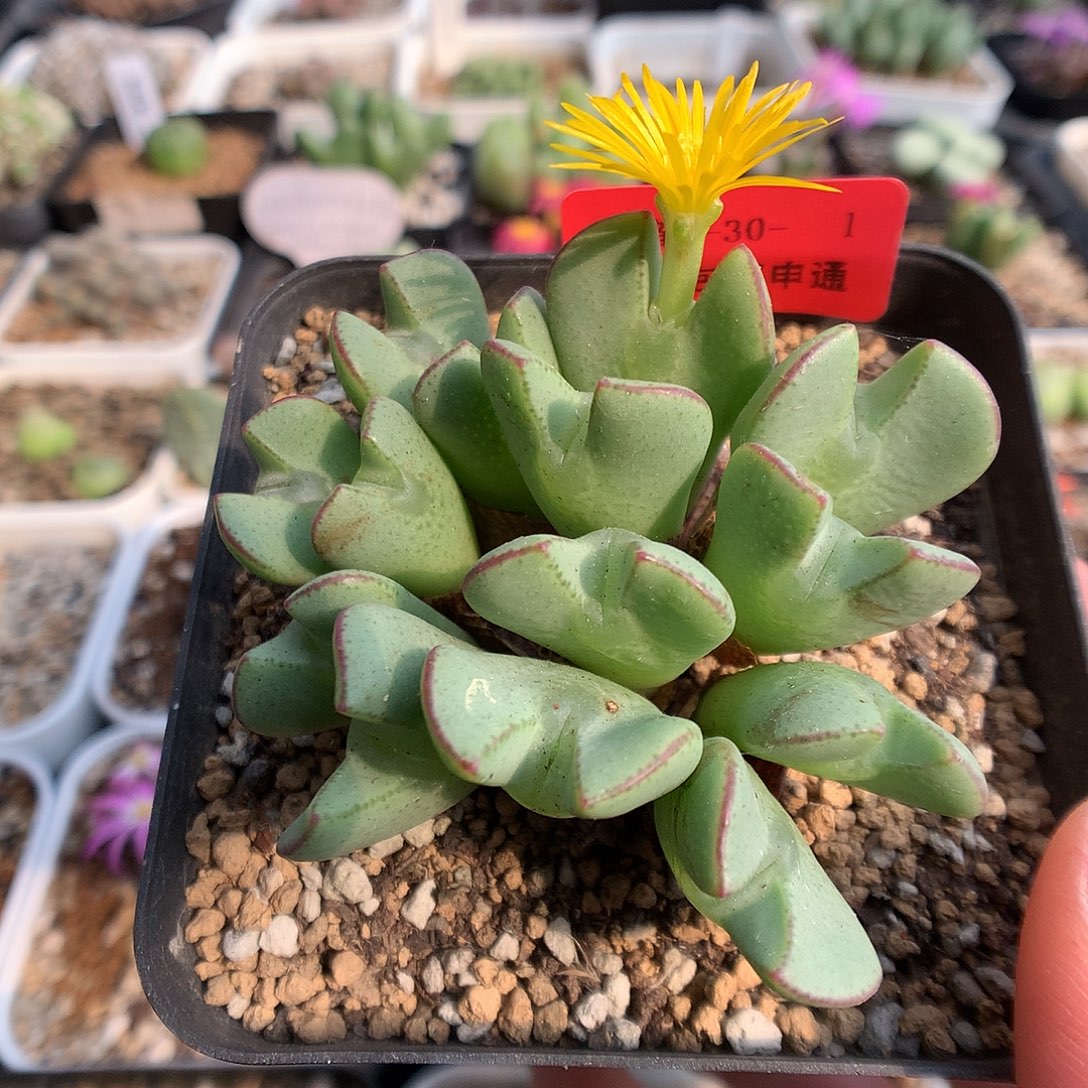 9-30-1 少将一群 40