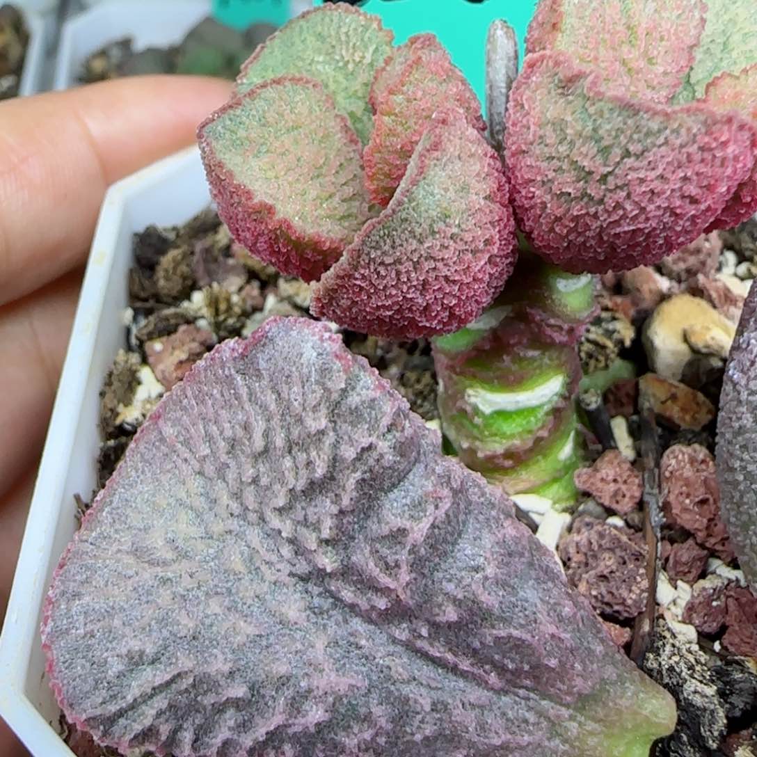 编号328特大真叶一个