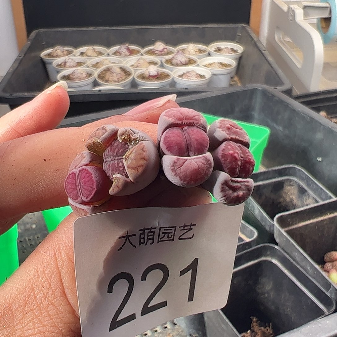 一物一拍。      221