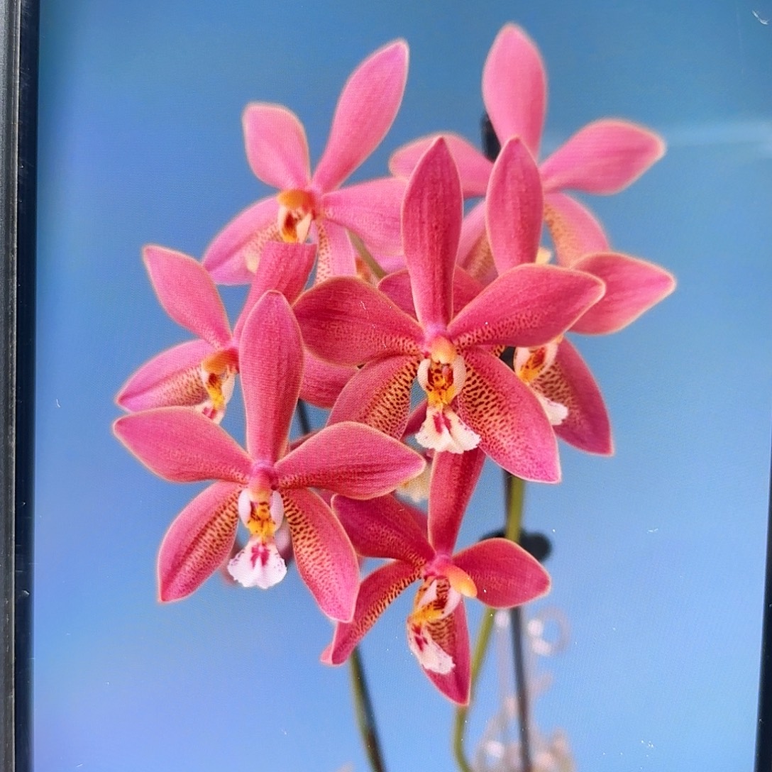当前无花栽培后可以开花青铜少女