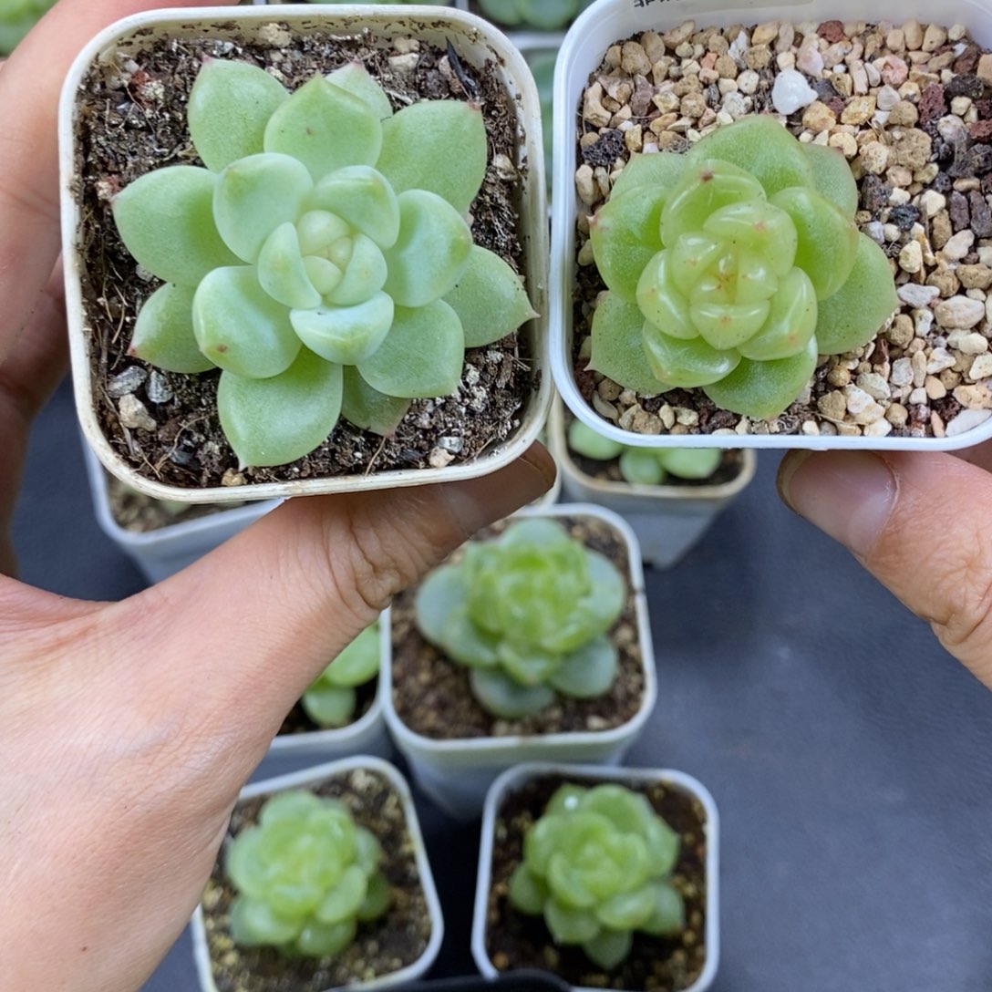 多肉植物两颗08多肉