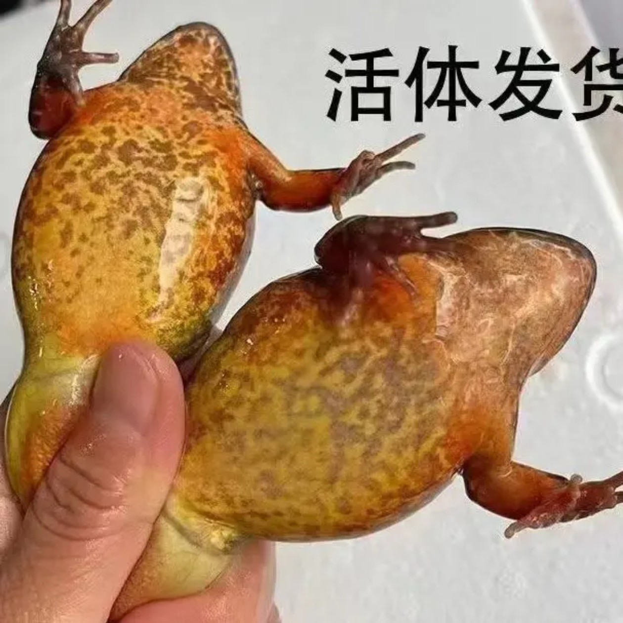 东北鲜活林蛙母豹子满籽满油黄肚河鲜顺丰包邮送东北大酱