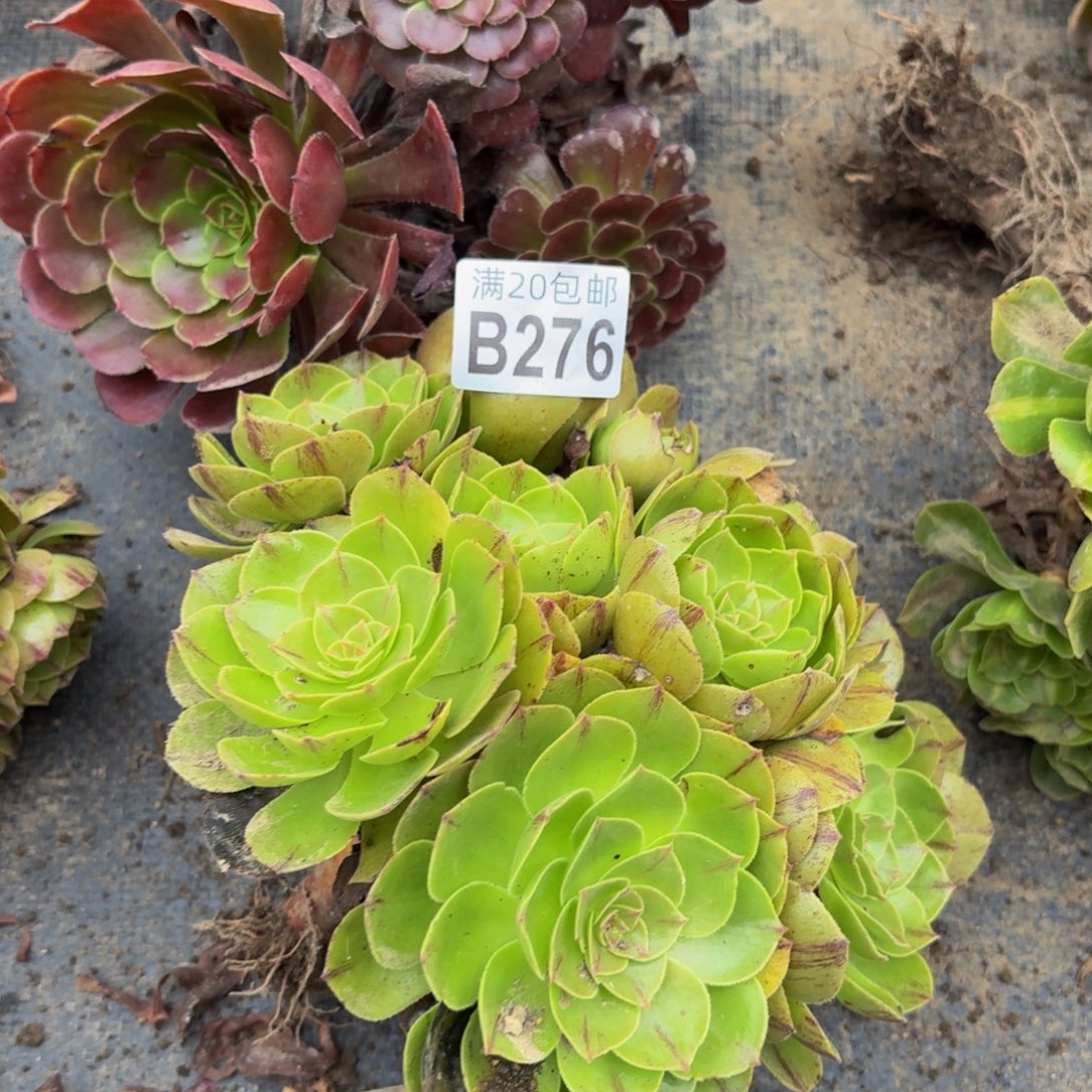 276多肉植物捧花的时候