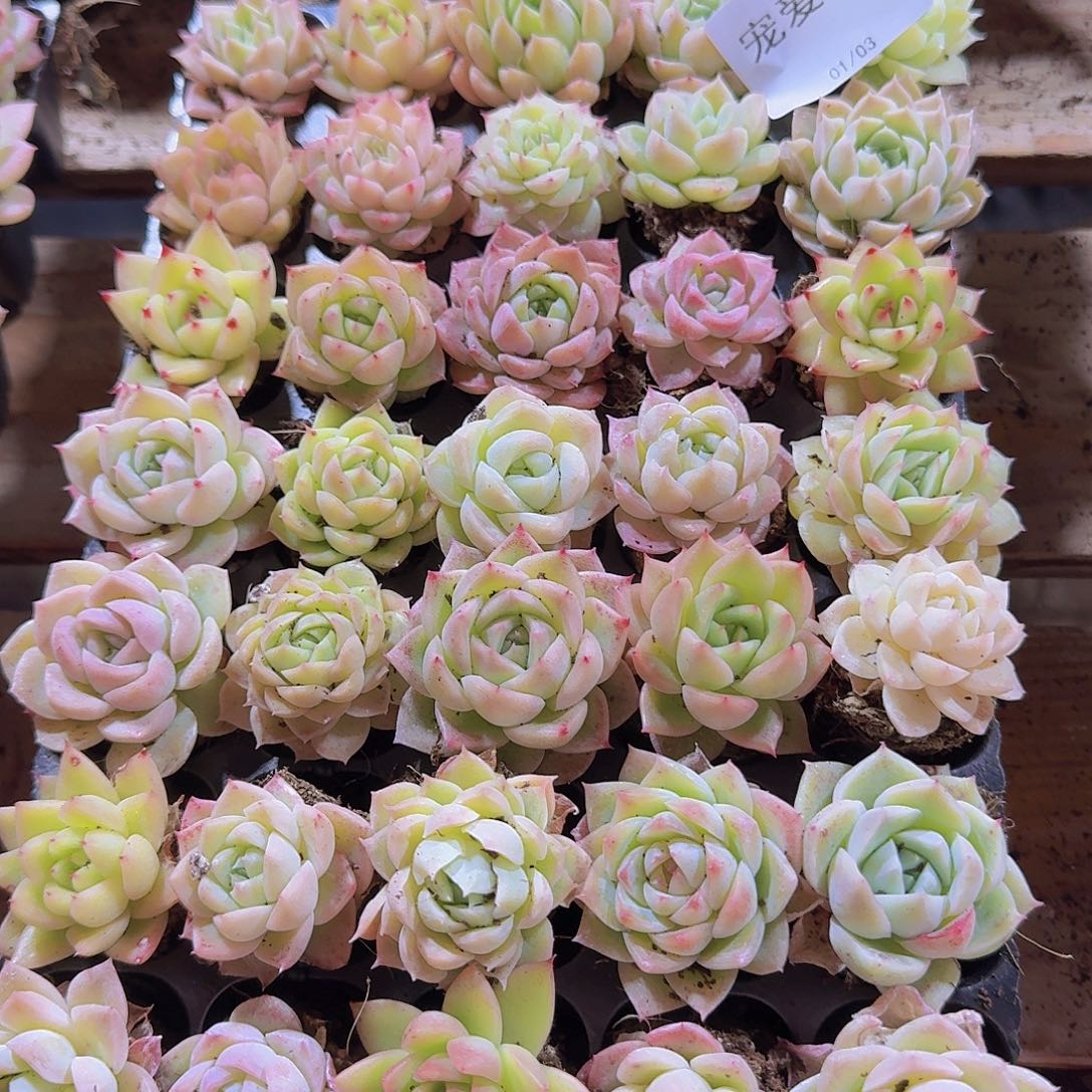 直播福利一物一拍393