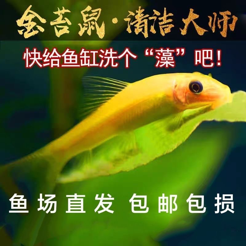 好养耐活金台鼠鱼淡水热带鱼小型观赏鱼草缸除藻清洁粪便工具鱼