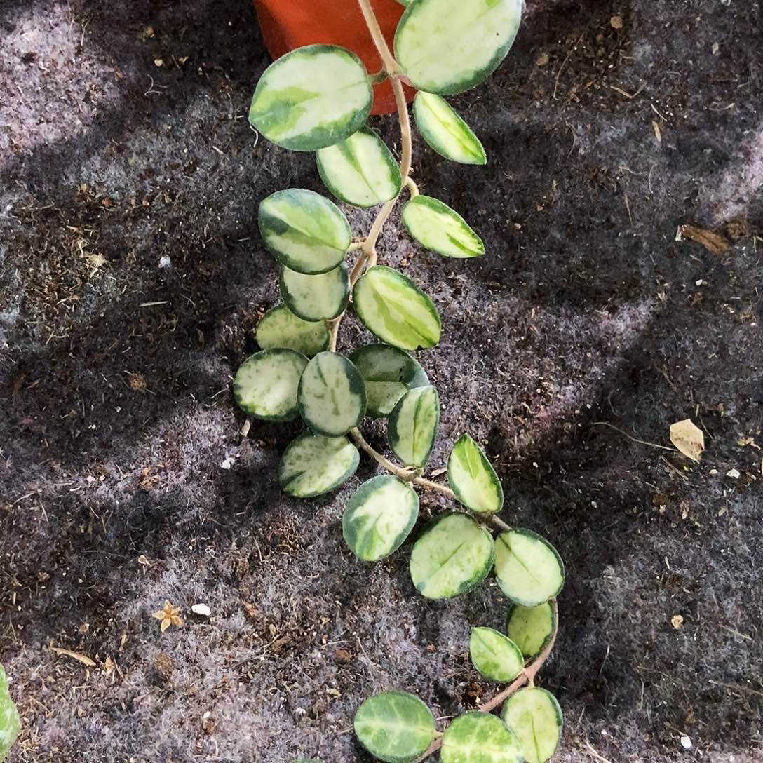 完全开放杂匍内锦病毒斑带西瓜纹220