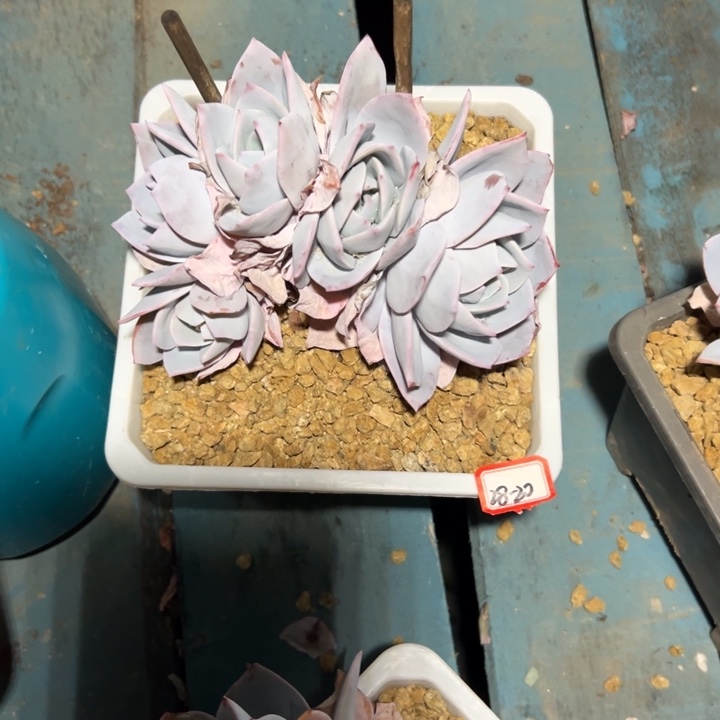 资***家精品多肉植物老桩白莲缀
