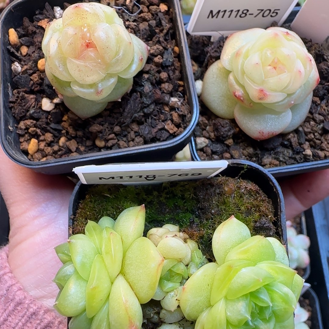 年***眠专拍珍妮多肉哈哈哈