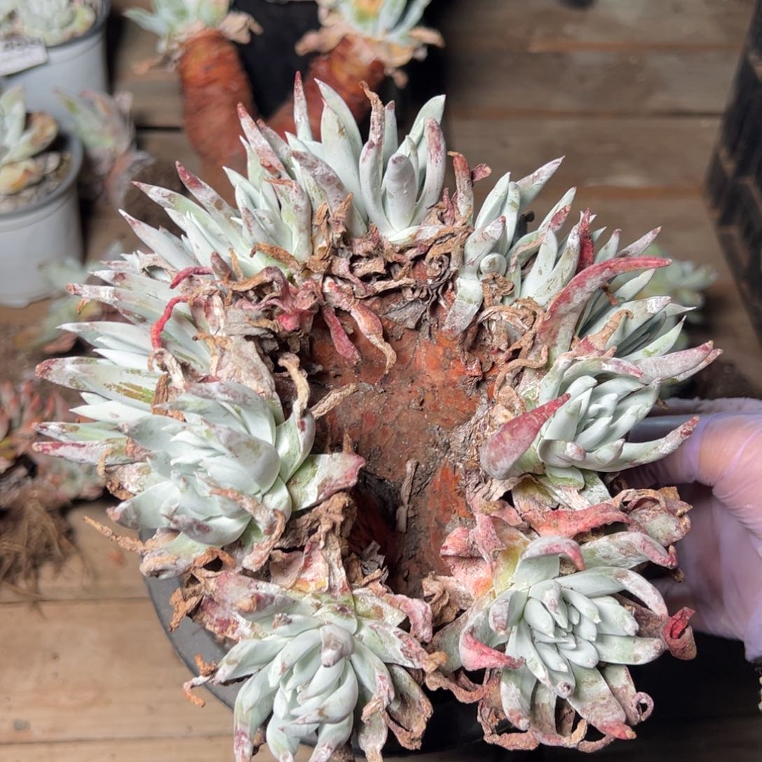 1421哈哈哈哈哈哈哈哈哈