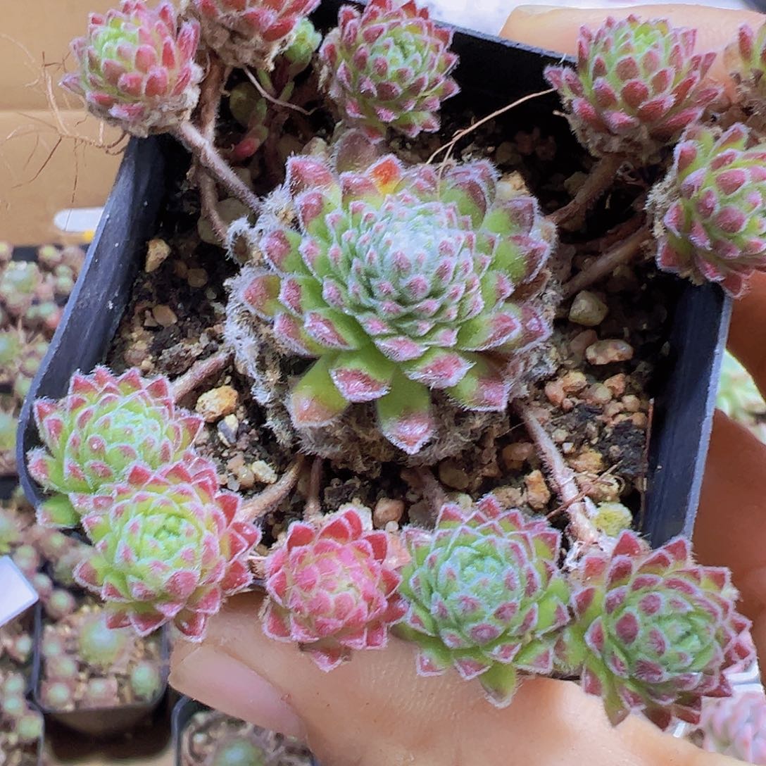 优雅19包邮多肉植物