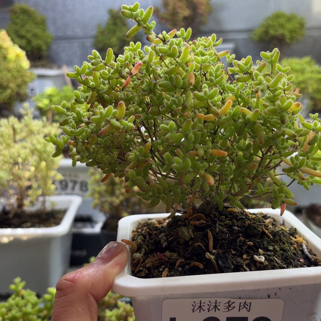 我***！079蜜橘糖球枝干番杏