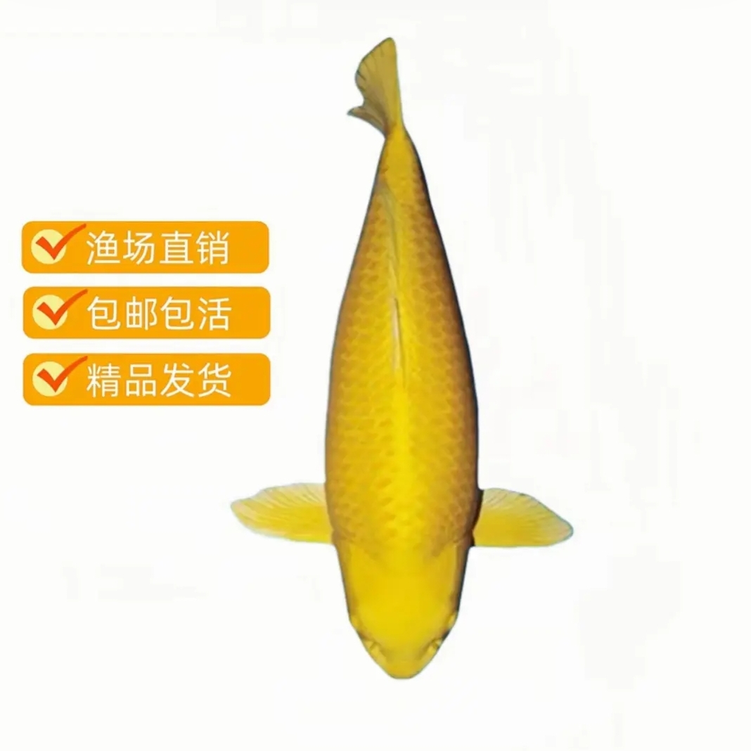 冷水淡水锦鲤观赏鱼赤目芥子好养耐活包邮包损