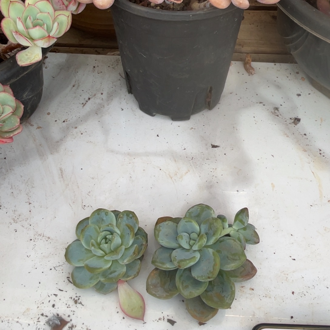 丫***丫十级福利整桩无砍