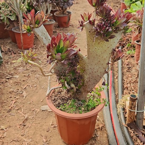 黑法师朵朵缀化25