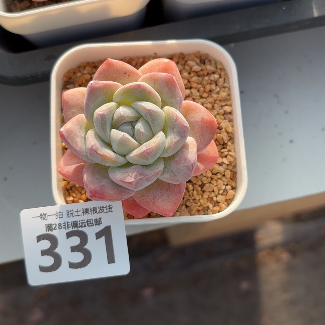 冰玉单头无盆土发货