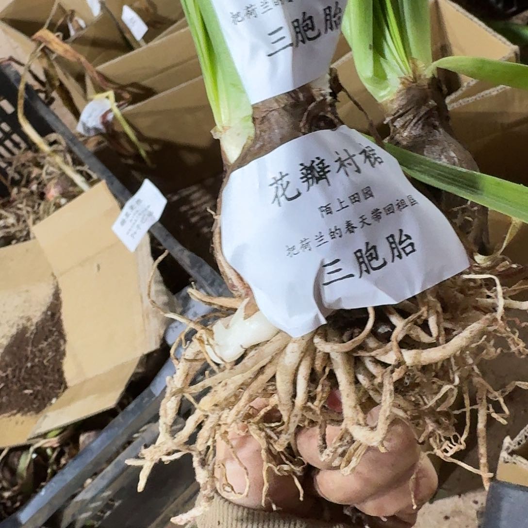花瓣衬裙3包胎5+5+5