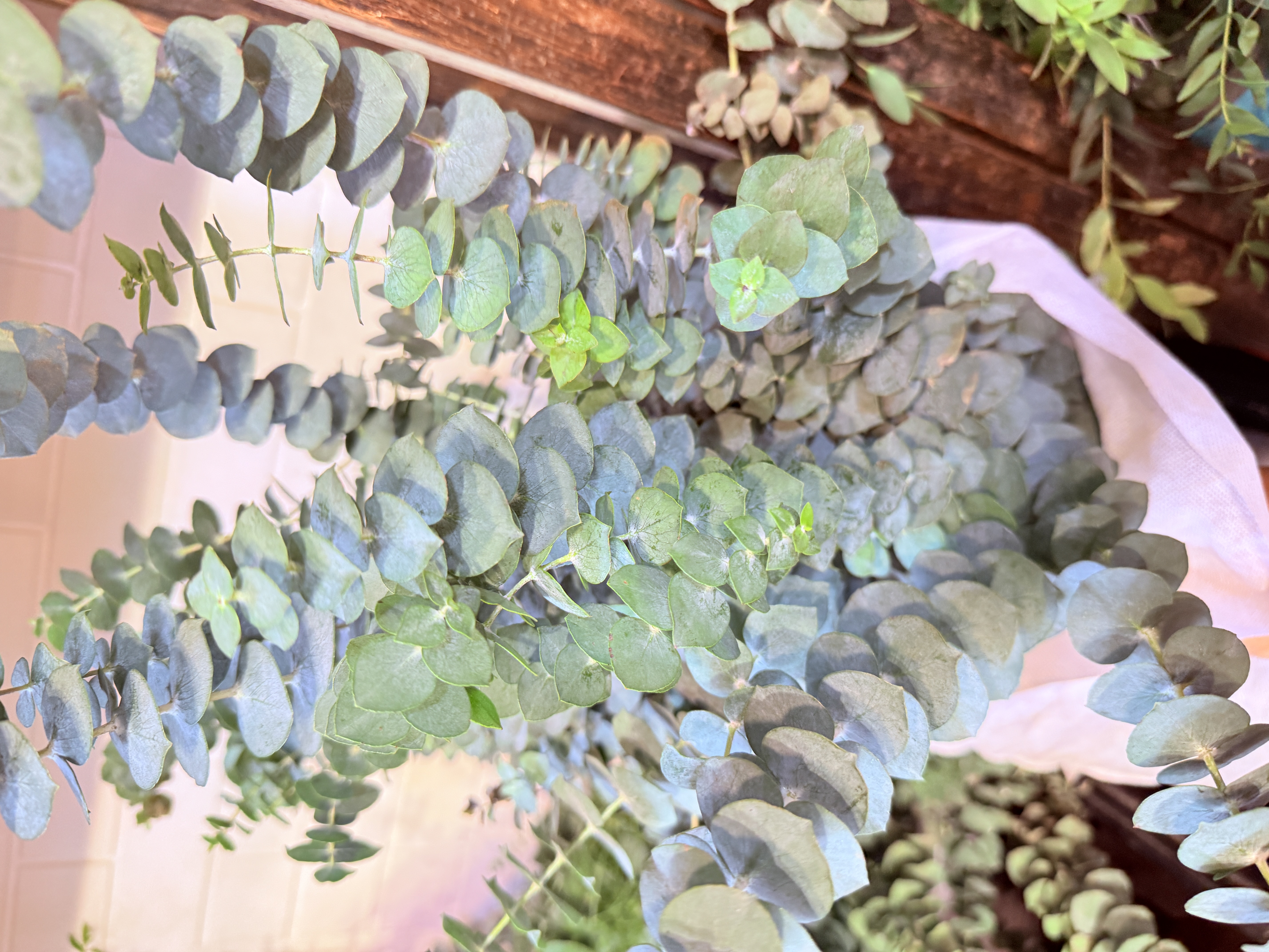 【新疆包邮】鲜花配草尤加利黄莺配草（单拍不配送和鲜花 一起拍）
