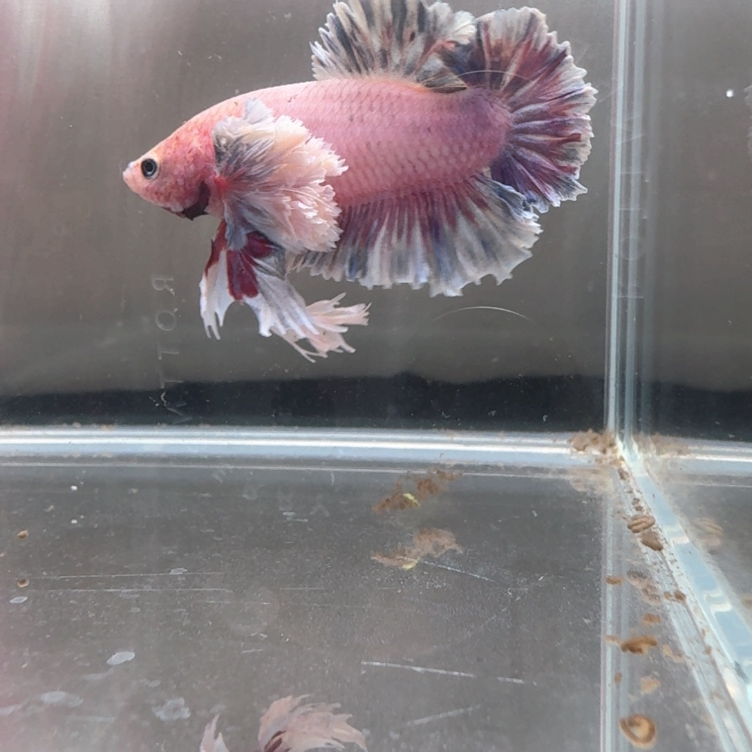 海水鱼印尼斗鱼泰国斗鱼