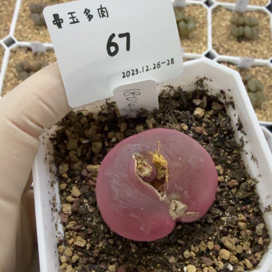 土***豆多肉多肉多肉12-067 1804