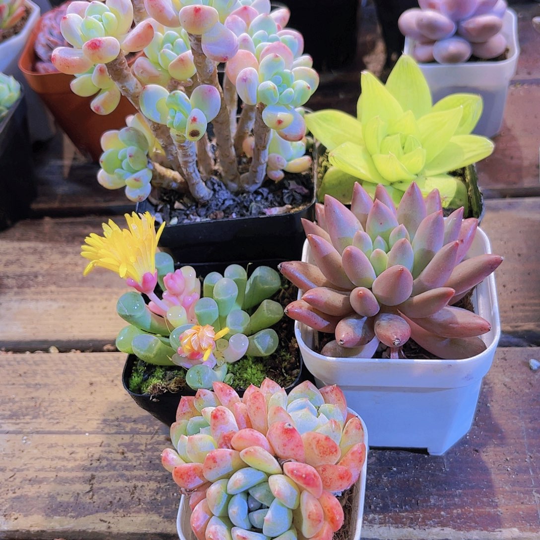 罗琦➕光雨露➕五十斤➕红蜻蜓➕刚毅