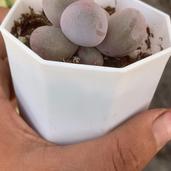 米可。（满9.99包邮不满9.99发叶子）